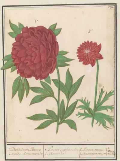 Pioenroos (Paeonia) en Anemoon (Anemone)