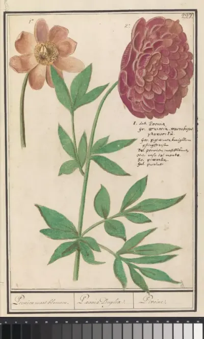 Pioenroos (Paeonia)