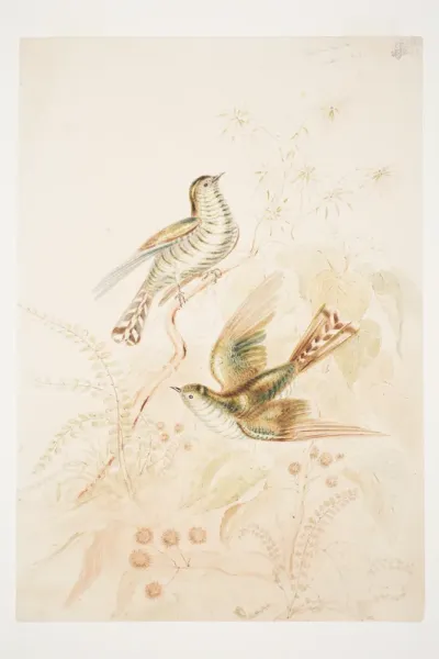 Pipi wau rau roa [Pipiwharauroa] Cuckoo N.Z.