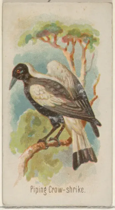 Piping Crow-shrike, from the Song Birds of the World series (N23) for Allen & Ginter Cigarettes