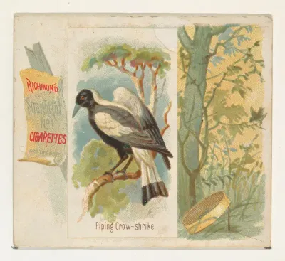 Piping Crow-shrike, from the Song Birds of the World series (N42) for Allen & Ginter Cigarettes