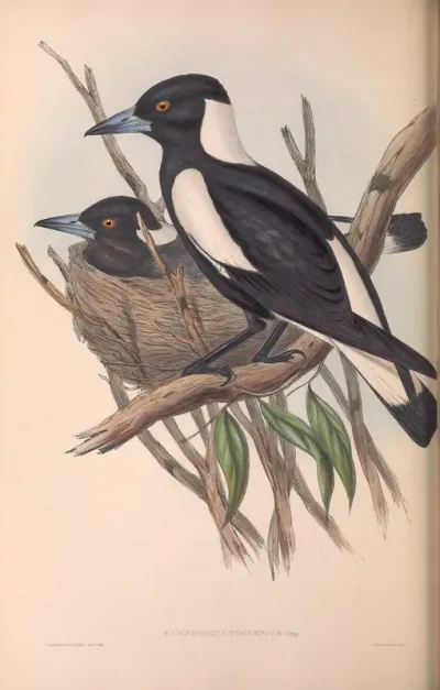Piping Crow-Shrike
