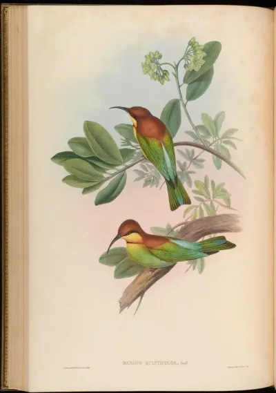 Pirik Bee-eater