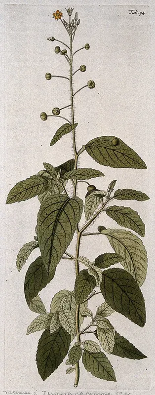Piriqueta racemosa: flowering stem