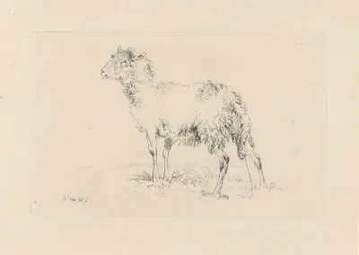 Pissend schaap