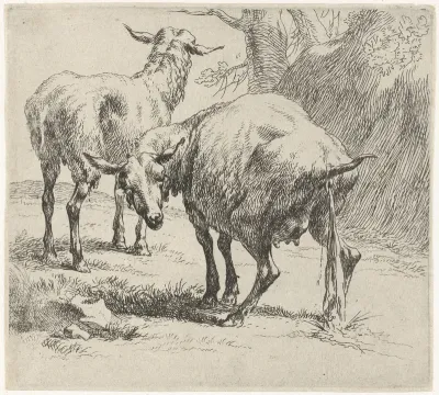 Pissende ooi en schaap