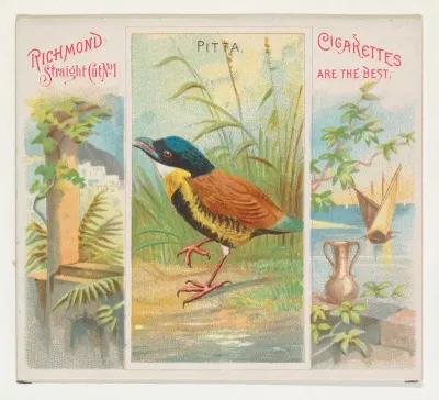 Pitta, from Birds of the Tropics series (N38) for Allen & Ginter Cigarettes