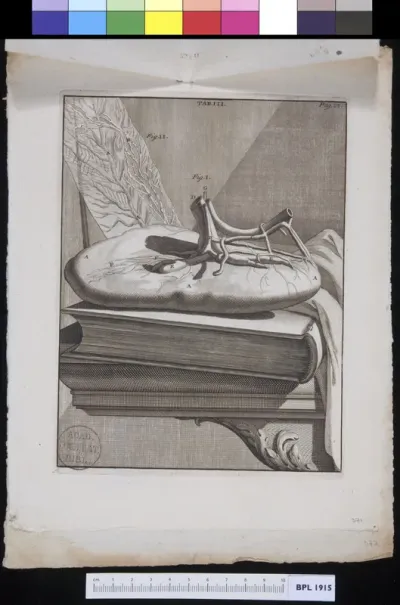 Placenta on a pile of books