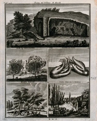 Places and plants from Lebanon, including rose of Jericho and cedars of Gaza