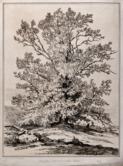 Plane tree (Platanus orientalis L.) in Rycot Park, Oxfordshire