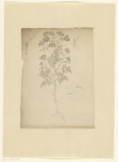 Plant ‘Daucoides’, possibly umbellifer