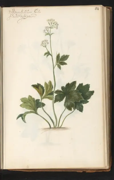 Plant met onbeschreven bloem