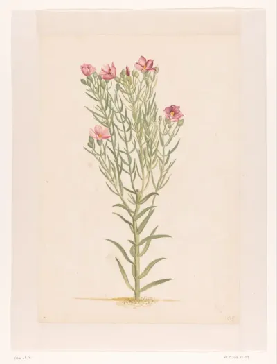Plant met roze bloemen