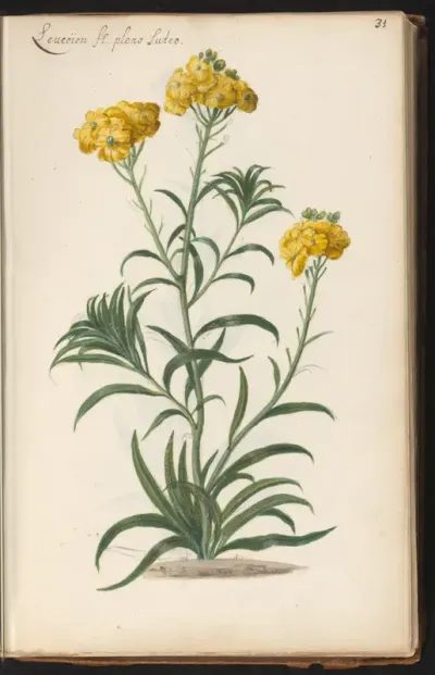 Plant met trosjes gele bloemen