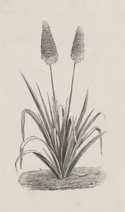 Plant met twee bloemen