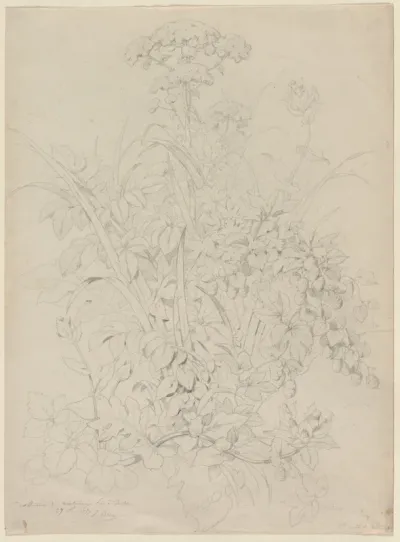 Plant Study