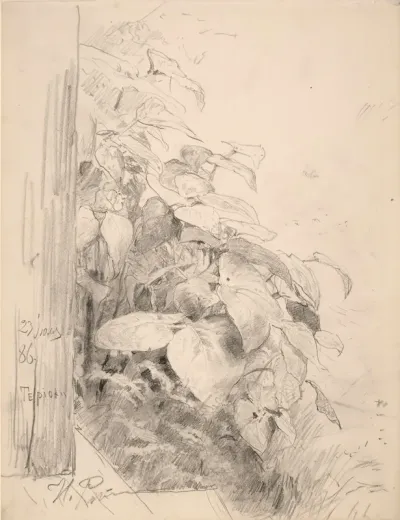 Plant Study
