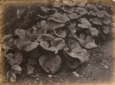 Plant Study