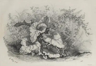 Plant Study from Group of Various Plants Drawn and Lithographed after Nature (Groupes de Plantes varies dessinées sur Nature et lithographiées...)