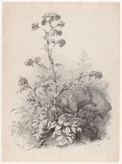 Plant uit de schermbloemenfamilie