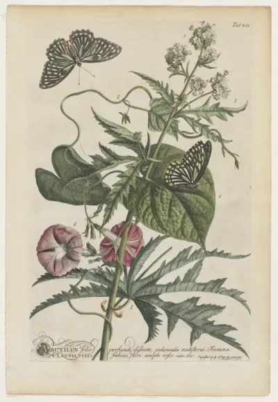 Plantae et papiliones rariores:  No. 7