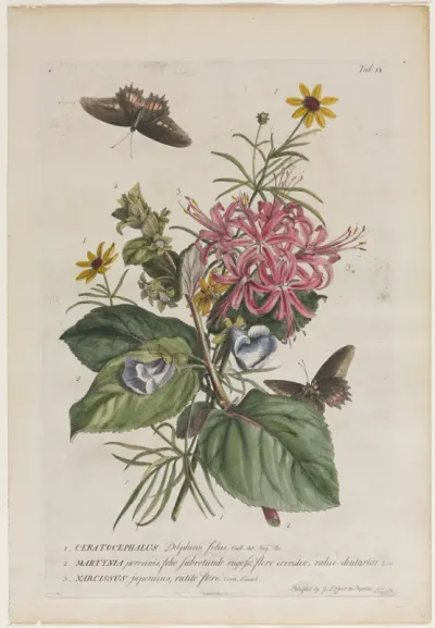 Plantae et papiliones rariores:  No. 9