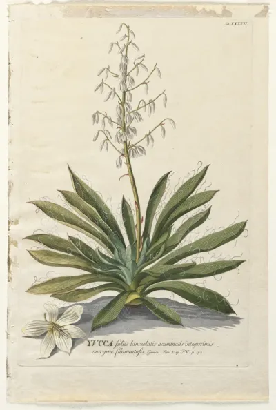 Plantae Selectae:  No. 37 - Yucca
