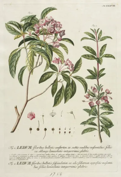 Plantae Selectae:  No. 38