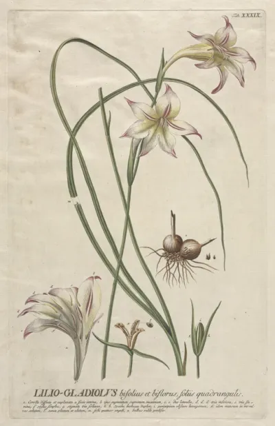 Plantae Selectae:  No. 39 - Lilio-Gladiolus