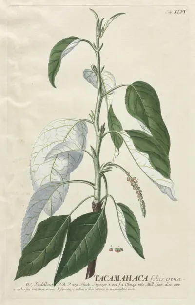 Plantae Selectae:  No. 46 - Tacamahaca