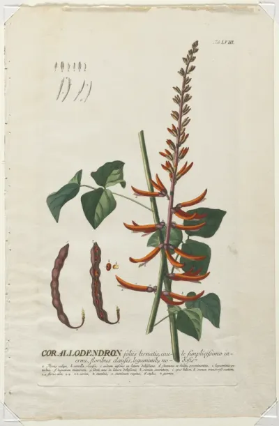Plantae Selectae:  No. 58 - Corallodendron