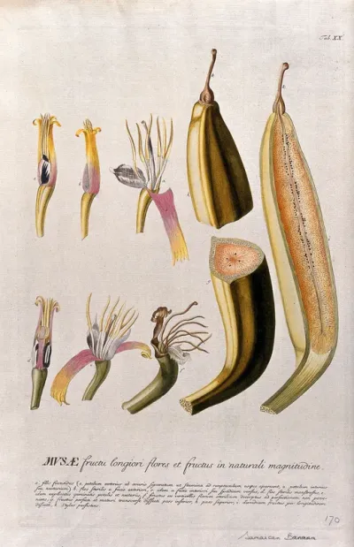 Plantain banana (Musa x paradisiaca L.): nine sections of flower and fruit