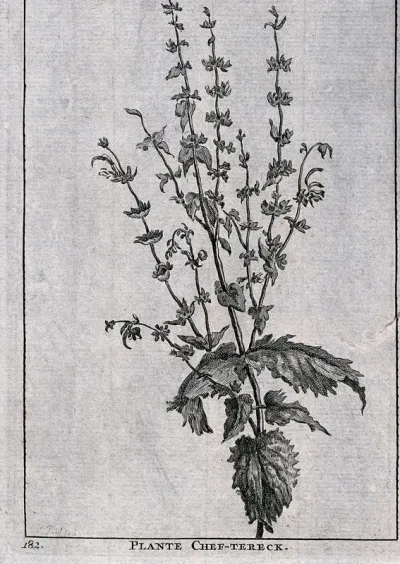 Plante chef-tereck: flowering stem