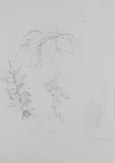 Plante- og figurstudier