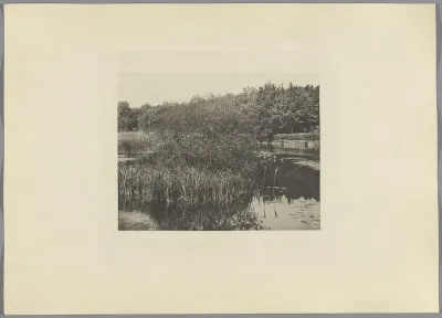 Planten bij het meer van Commelles