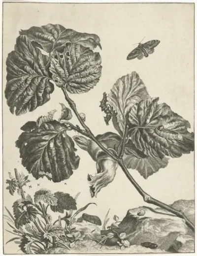 Planten, rupsen en insecten