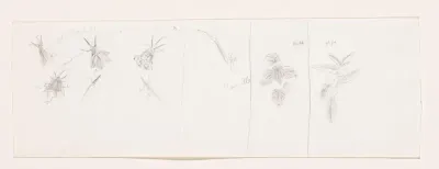 Planten, waaronder grasklokjes en kamille