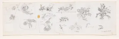 Planten, waaronder hondsdraf en distel