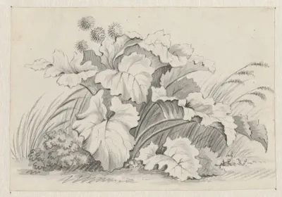 Plantenstudie