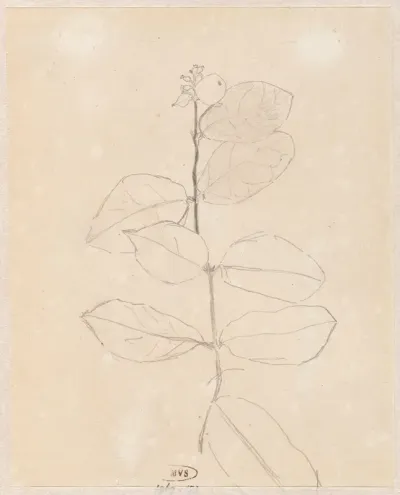Plantenstudie