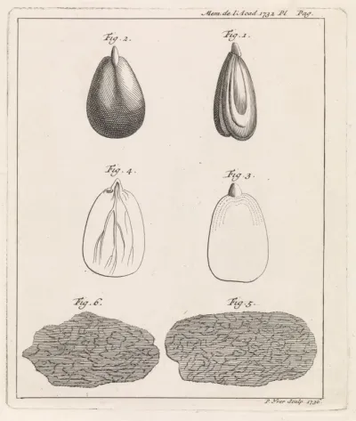 Plantenzaad