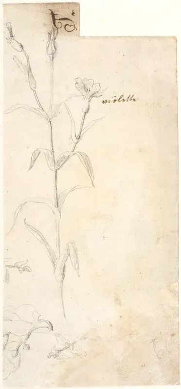Plantestudie