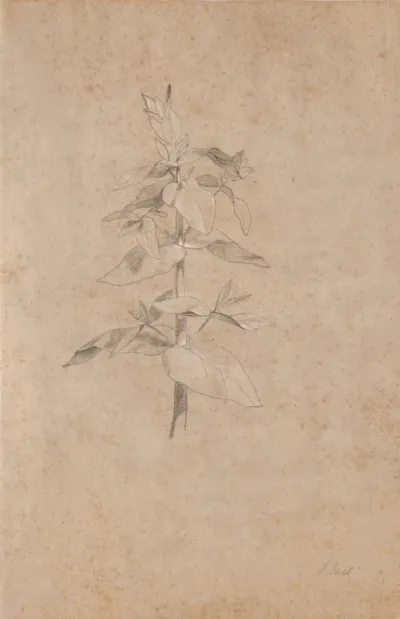Plantestudie