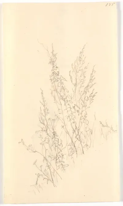 Plantestudie