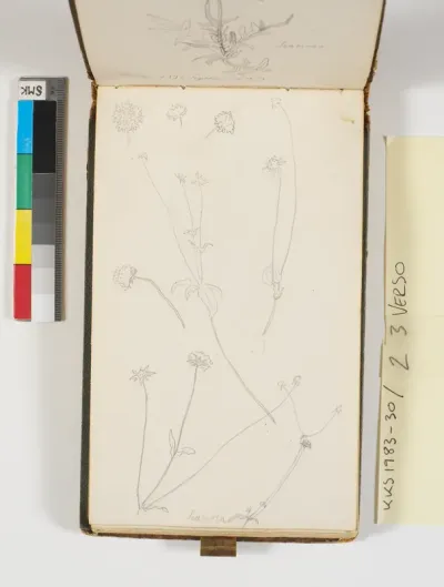 Plantestudier