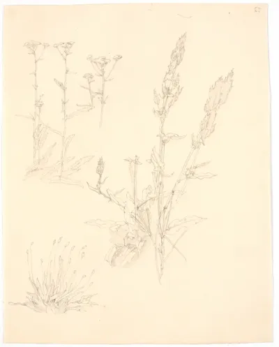 Plantestudier