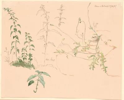 Plantestudier