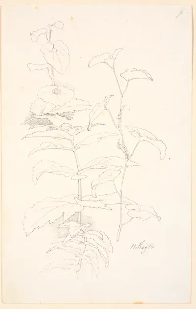 Plantestudier, bl.a. af snerle