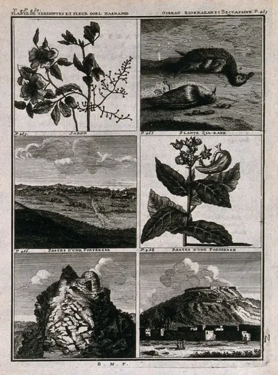 Plants, birds and archaeological sites from Persia, including terpentine plant (Pistacia terebinthus)