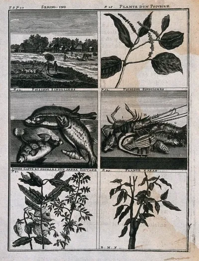 Plants, fish and a landscape from the East Indies, including pepper, cocoa, indigo and coffee plants